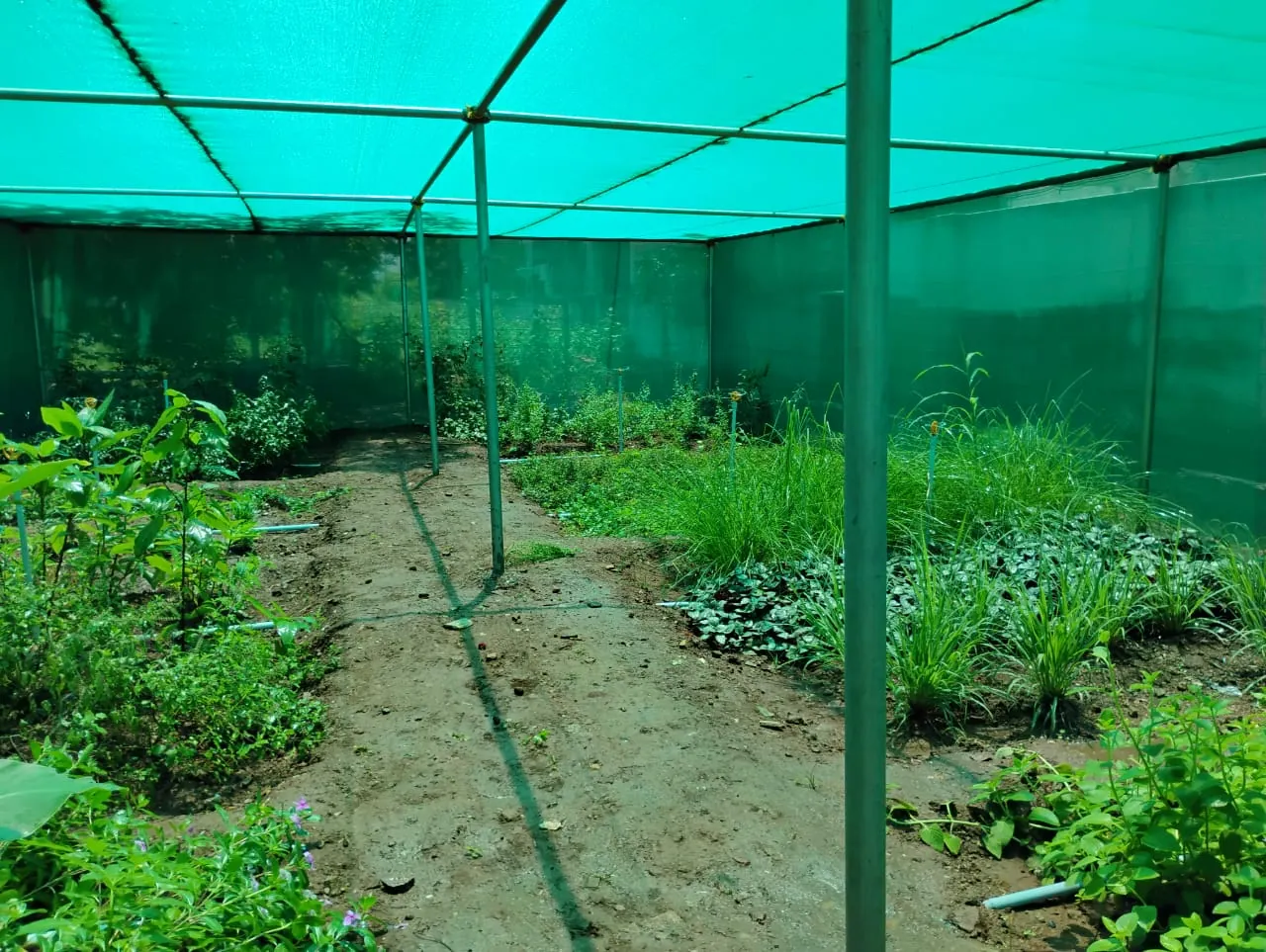 Inside a green agricultural shade-net house with vegetable and herb beds growing under the net