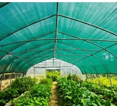 Green shade net stretched over a tunnel structure protecting rows of young vegetable plants